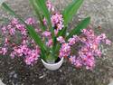 Oncidium Tsiku Marguerite CT Dragon 1